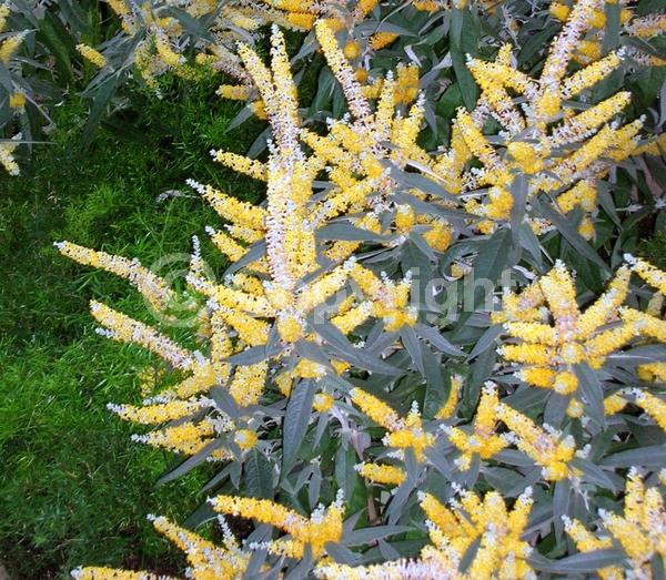 Orange blooms; Yellow blooms; White blooms; Evergreen; Broadleaf