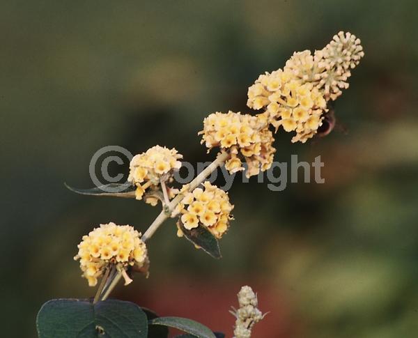 Yellow blooms; Semi-evergreen; Deciduous; Broadleaf