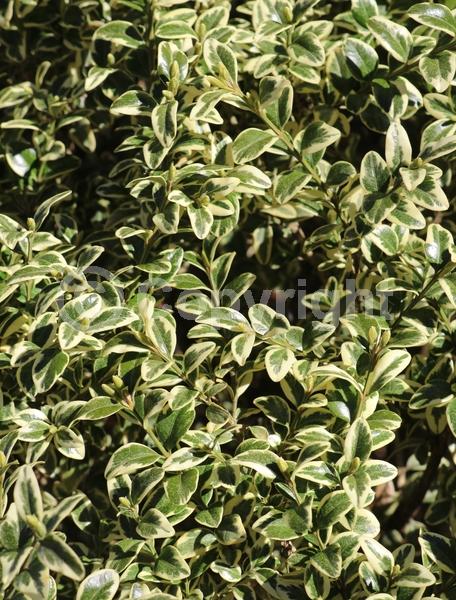 Green blooms; Evergreen; Needles or needle-like leaf