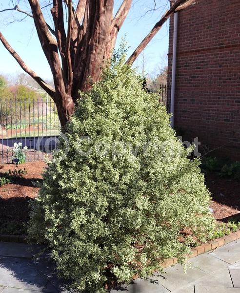 Green blooms; Evergreen; Needles or needle-like leaf
