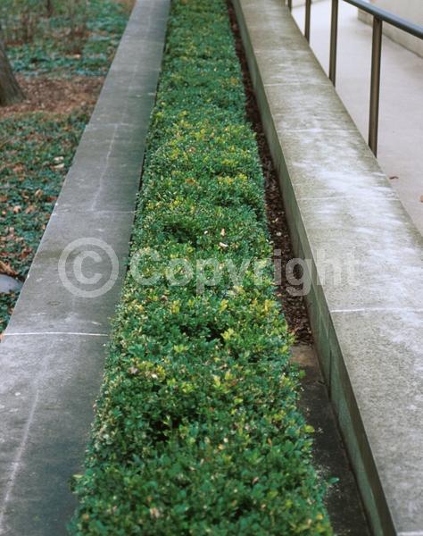 Green blooms; Evergreen