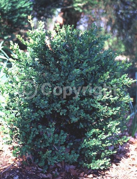 Green blooms; Evergreen