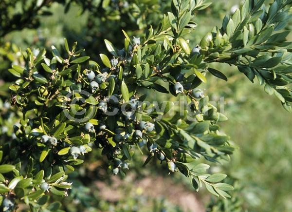 Green blooms; Evergreen