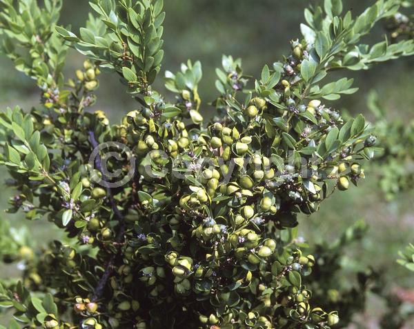 Green blooms; Evergreen