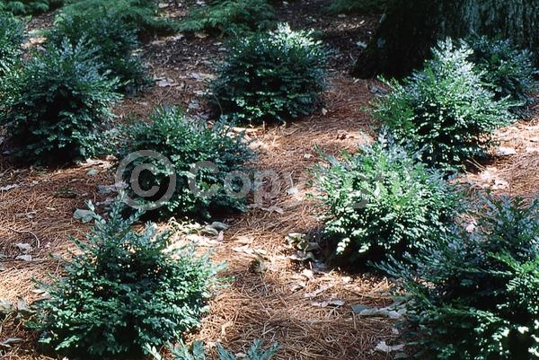 Green blooms; Evergreen