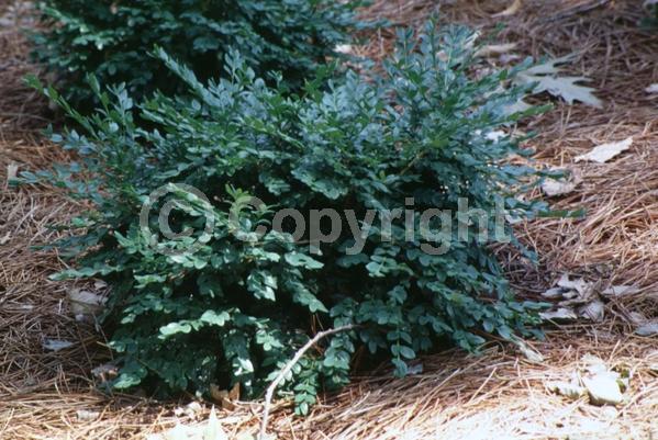 Green blooms; Evergreen