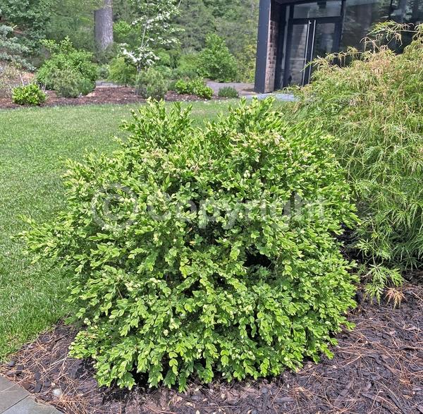 Green blooms; Evergreen