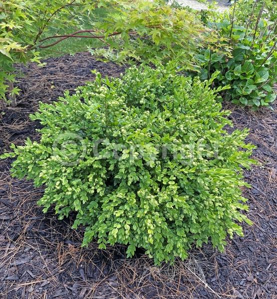 Green blooms; Evergreen