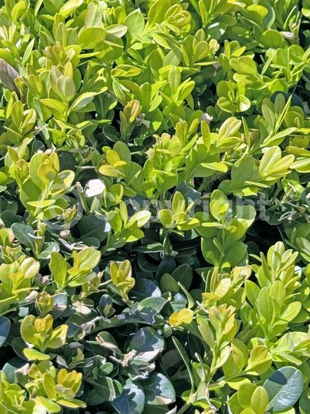 Green blooms; Evergreen; Needles or needle-like leaf