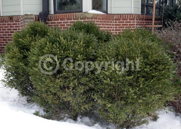 Green blooms; Evergreen