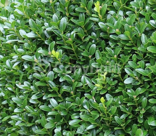 Green blooms; Evergreen