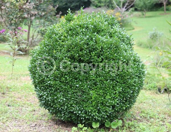 Green blooms; Evergreen