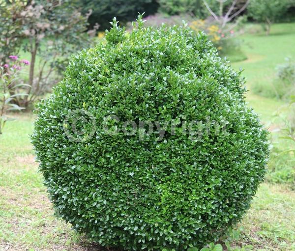 Green blooms; Evergreen