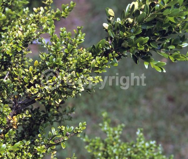 Green blooms; Evergreen; Broadleaf