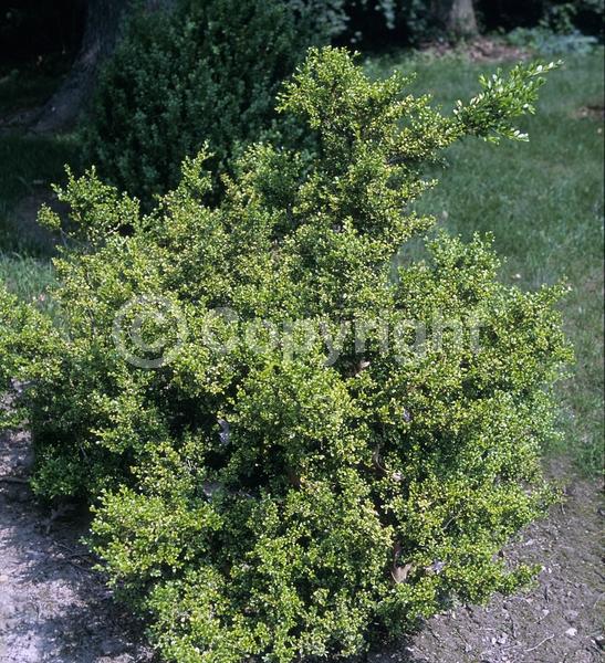 Green blooms; Evergreen; Broadleaf