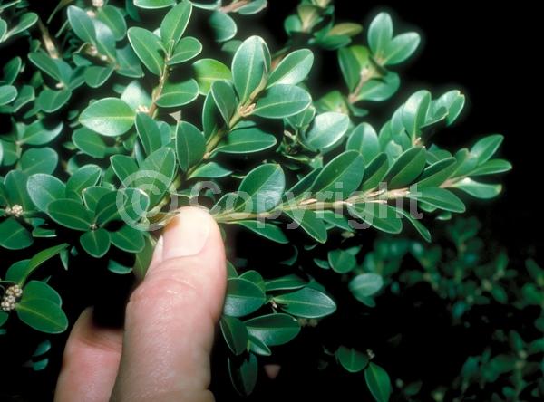 Green blooms; Evergreen; Needles or needle-like leaf