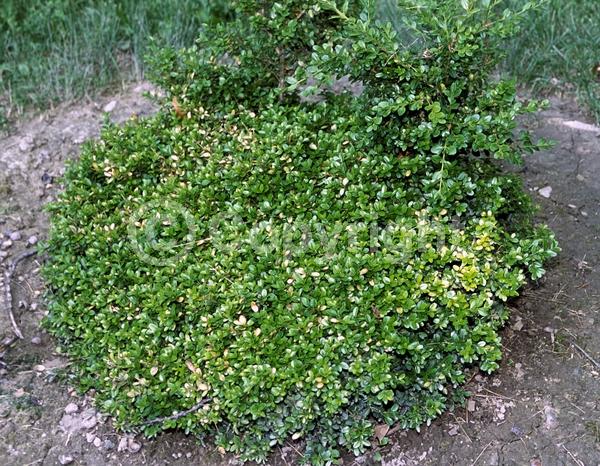 Green blooms; Evergreen