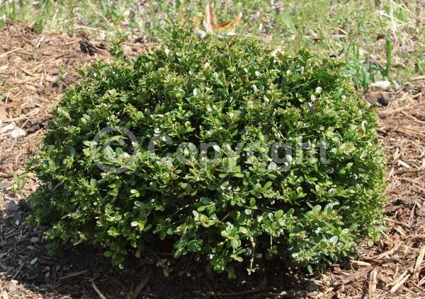 Green blooms; Evergreen