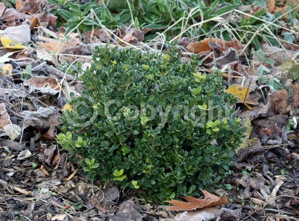 Green blooms; Evergreen