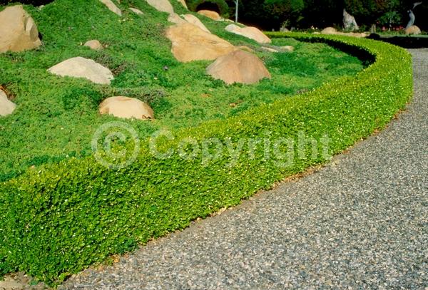 Green blooms; Evergreen; Needles or needle-like leaf