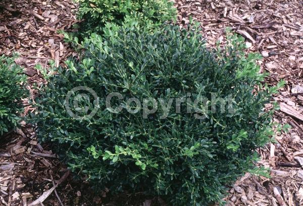 Green blooms; Evergreen; Needles or needle-like leaf