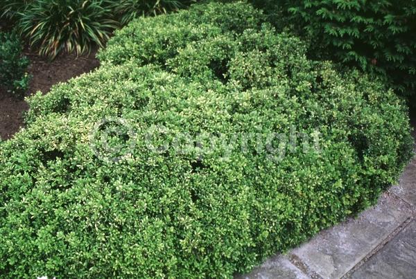 Green blooms; Evergreen; Needles or needle-like leaf