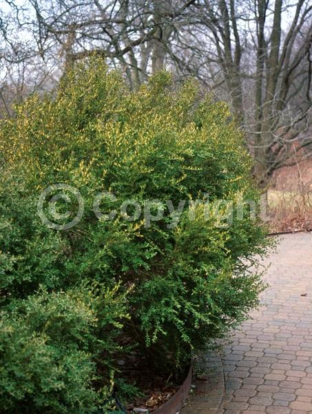 Green blooms; Evergreen; Needles or needle-like leaf