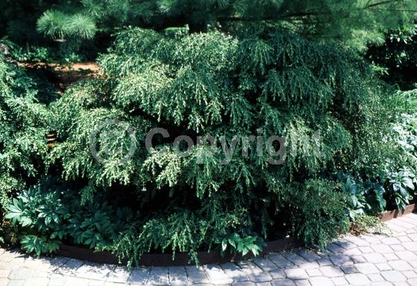 Green blooms; Evergreen; Needles or needle-like leaf
