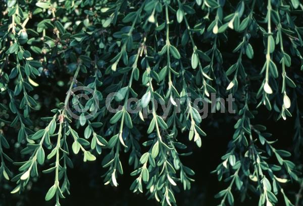 Green blooms; Evergreen; Needles or needle-like leaf