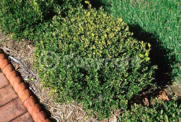 Green blooms; Evergreen; Needles or needle-like leaf