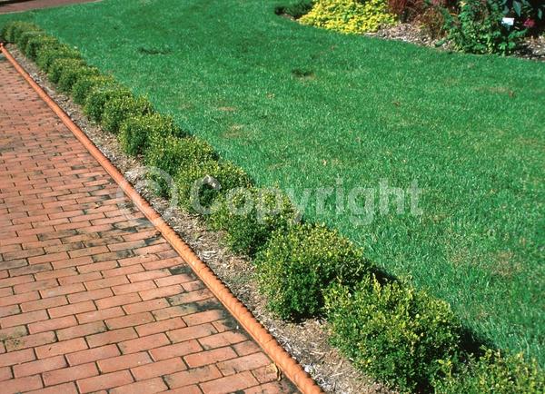 Green blooms; Evergreen; Needles or needle-like leaf