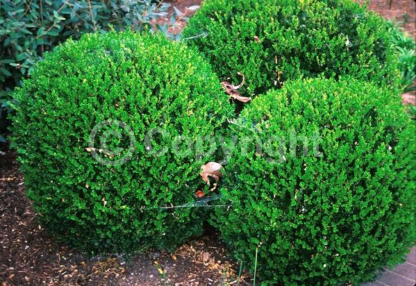 Green blooms; Evergreen; Needles or needle-like leaf