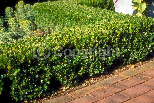 Green blooms; Evergreen; Needles or needle-like leaf