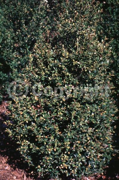 Green blooms; Evergreen