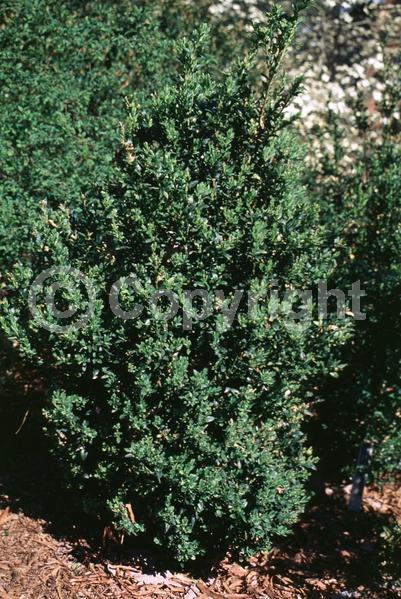 Green blooms; Evergreen