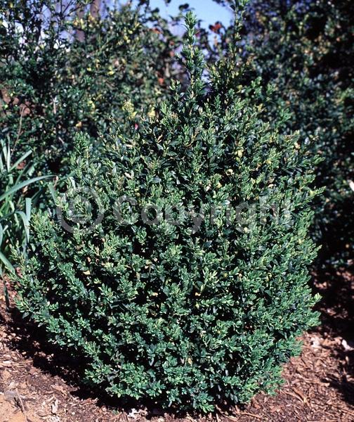 Green blooms; Evergreen