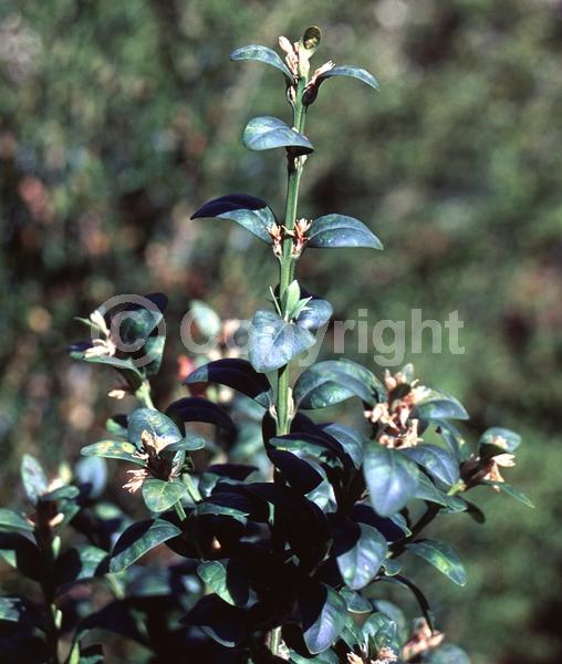 Green blooms; Evergreen