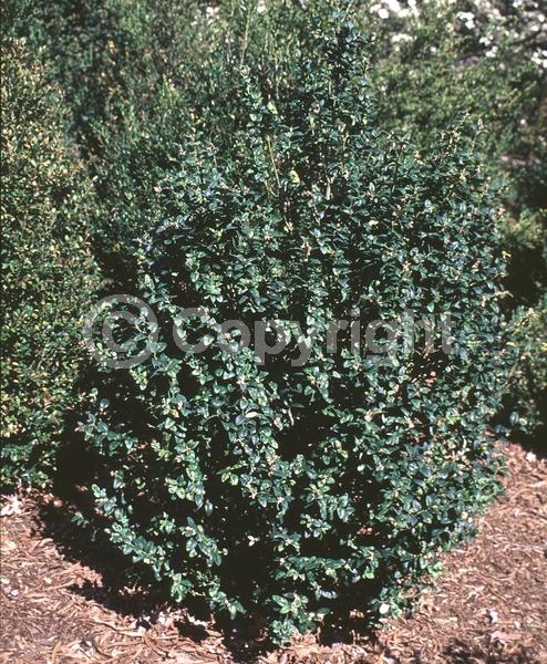 Green blooms; Evergreen