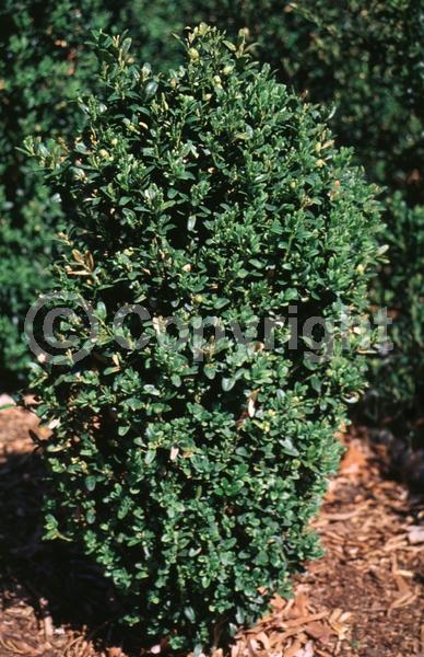 Green blooms; Evergreen