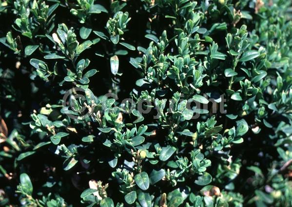 Green blooms; Evergreen