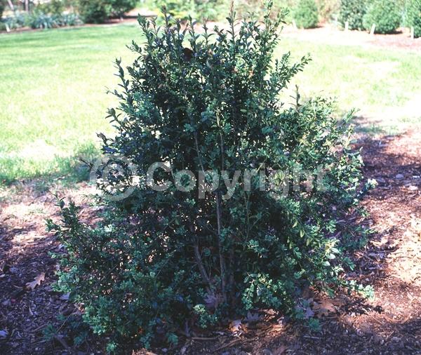 Green blooms; Evergreen