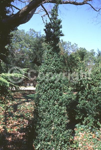 Green blooms; Evergreen