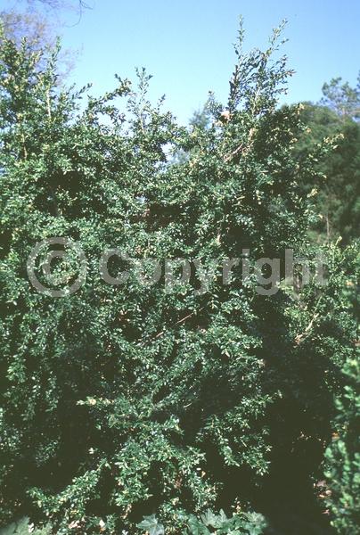 Green blooms; Evergreen