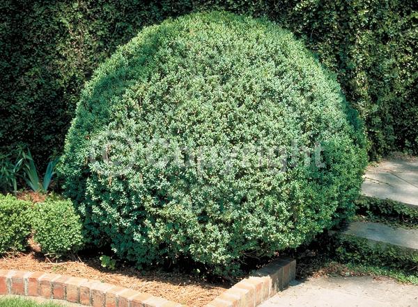 Green blooms; Evergreen; Needles or needle-like leaf