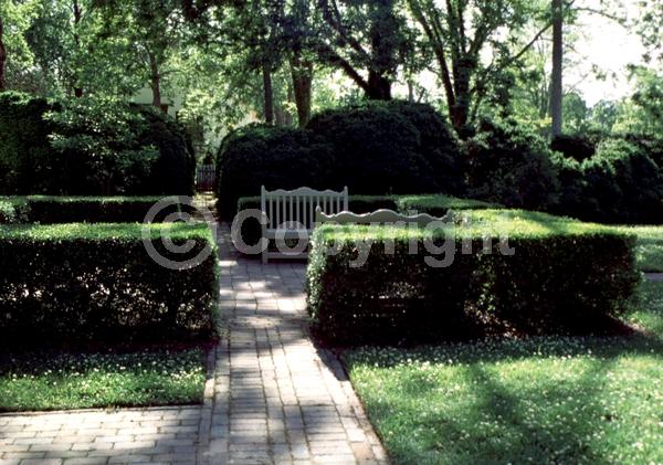 Green blooms; Evergreen; Needles or needle-like leaf