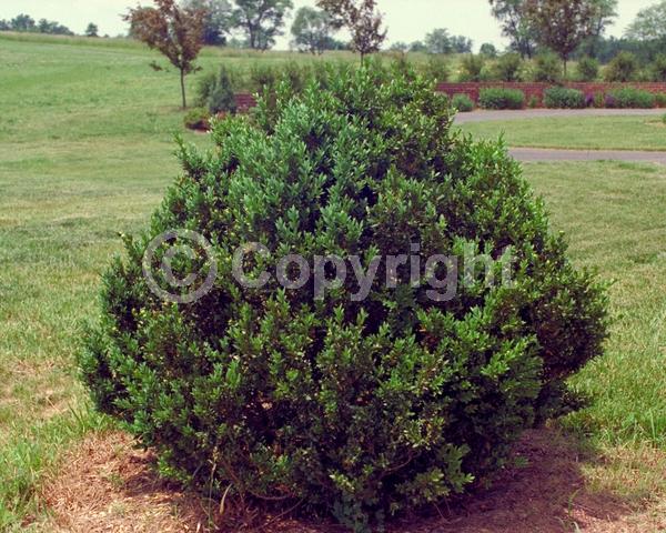 Green blooms; Evergreen; Needles or needle-like leaf