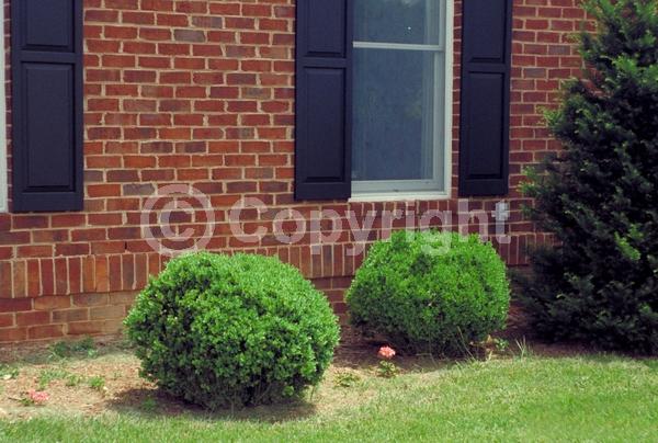 Green blooms; Evergreen