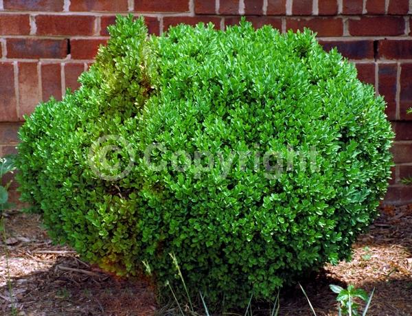 Green blooms; Evergreen