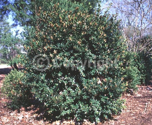 Green blooms; Evergreen