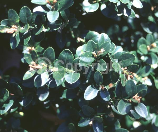 Green blooms; Evergreen